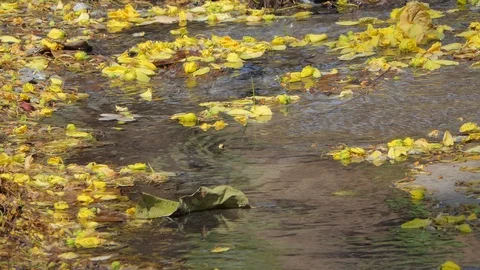 Yellow flower falling on creek. 库存影片 105550414