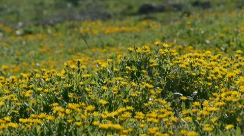 Yellow flower field 1 Vídeos de archivo 7758407
