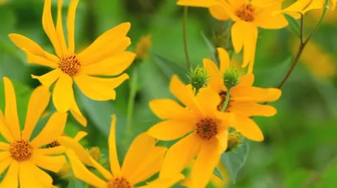 Yellow flower field. Stock Footage 11922318