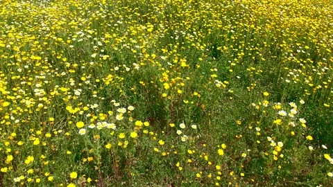 Yellow flower field Stock Footage 88720348