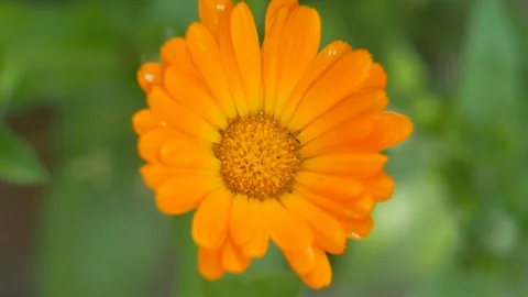 Yellow flower on the field Video stock 105606601