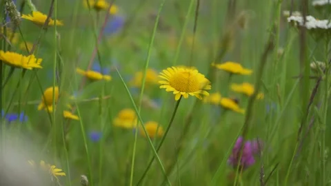Yellow flower in the field Stock Footage 137728043