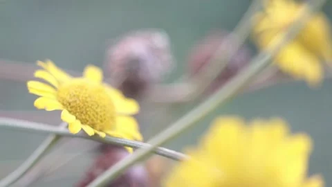 Yellow flower in the field 스톡 동영상 151089160