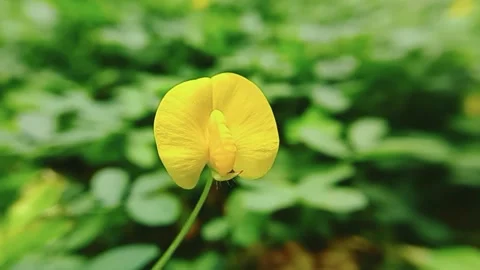 Yellow flower on the field Stock Footage 274902563