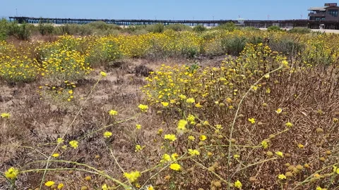 Yellow flower field foreground view of Ventura beach Pier during the summer Stock-Footage 198177004