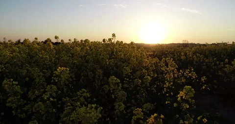 Yellow flower field with sunset in background. Stock Footage 139895813