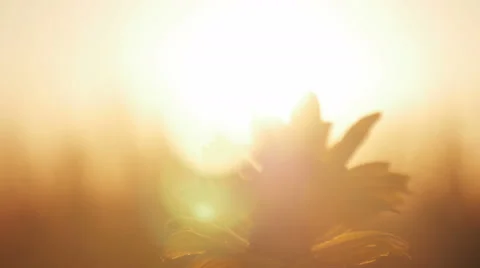 Yellow flower in a field at sunset Vidéo 66732181