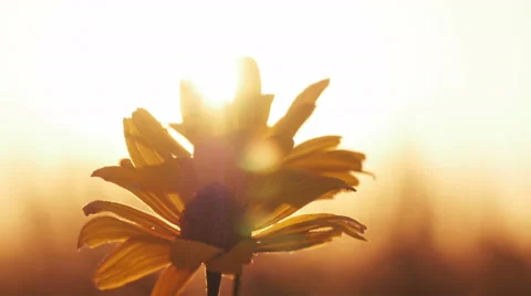 Yellow flower in a field at sunset Vidéo 67251375