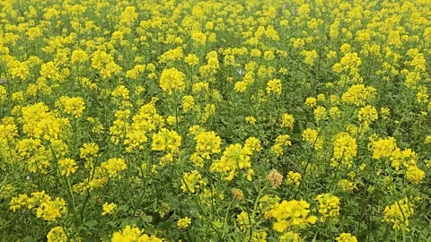 Yellow flower field waiving in the wind Stock Footage 320348693