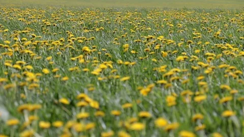 Yellow flower field in the wind in spring Stock Footage 98637721