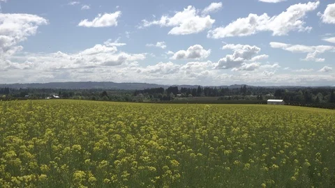 Yellow flower fields - 4k Stock Footage 107399168