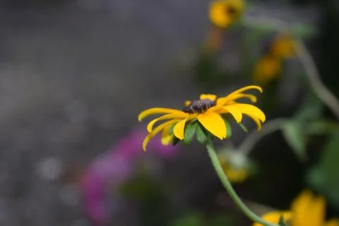 Yellow flower in fields with leafs Stock Photos