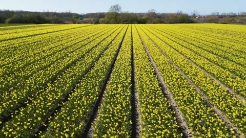 Yellow Flower Fields in Neat Parallel Rows - The Netherlands Stock-Footage 306045646