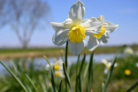 Yellow flower in the fields Stock Photos