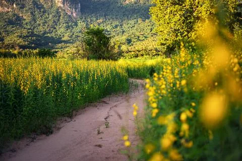 The yellow flower fields that see the mountain behind Stock Photos