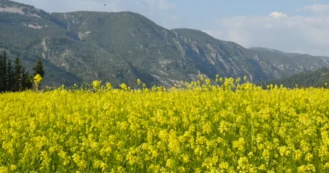 Yellow flower fields spring Blooming canola field. Stock Footage 270791788