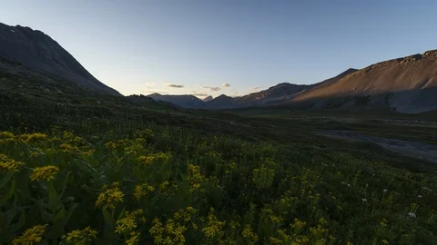 Yellow flower filled valley at sunset 8K time lapse Stock Footage 111117007
