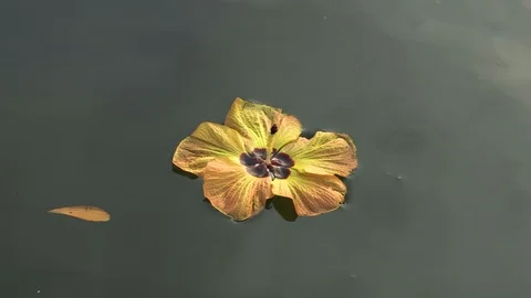 Yellow flower floating in the pond Stock Footage 107910866