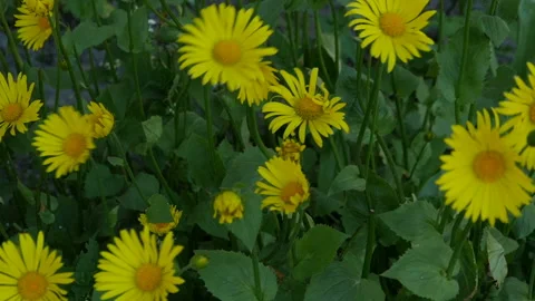 Yellow Flower flutters in the wind Stock Footage 135497772