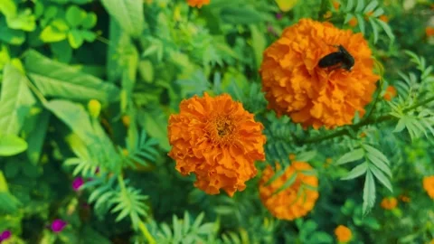 Yellow flower, fly bee and background green leaf Stock Footage 224866002