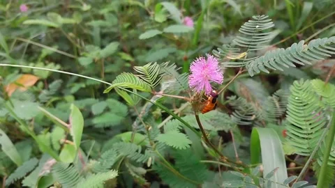 A yellow flower fly Stock Footage 197480332