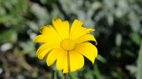 Yellow Flower Видео 296289