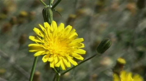 Yellow flower 스톡 동영상 575300