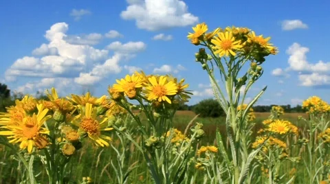 Yellow flower Stock Footage 710968