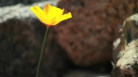 Yellow Flower Stock Footage 738138