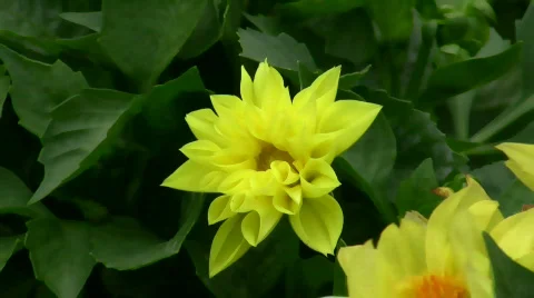 Yellow flower Video stock 787417