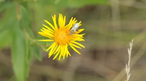 Yellow flower. Stock Footage 832247