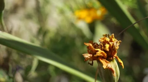 Yellow Flower Video stock 8667497