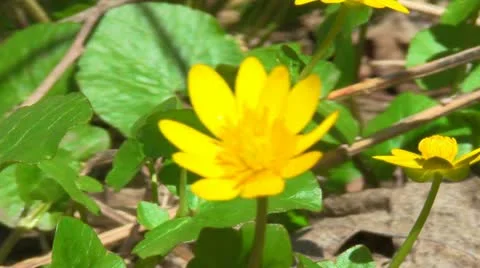Yellow flower Stock-Footage 10916702