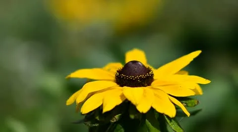 Yellow Flower Stock Footage 11839379
