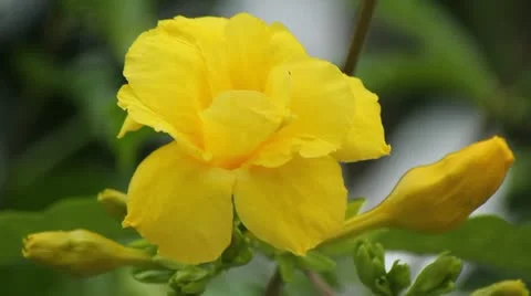 Yellow flower Stock Footage 11891214