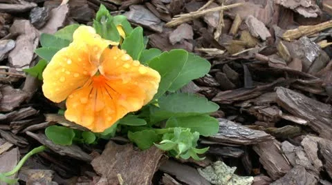 Yellow Flower Video stock 12760230