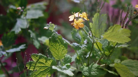 Yellow flower Video stock 22772491