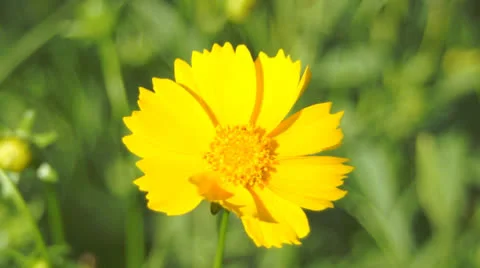 Yellow flower 스톡 동영상 25821535