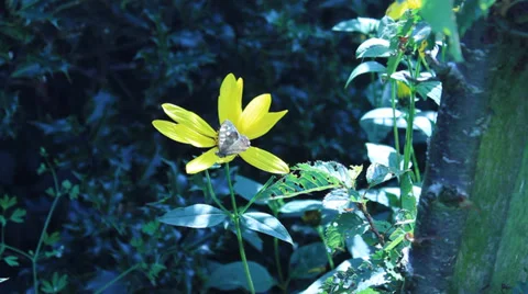 Yellow Flower 库存影片 29163424