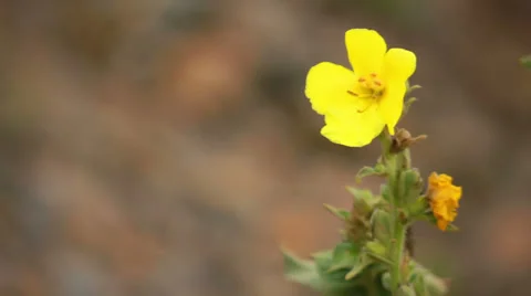 Yellow Flower Stock Footage 31095696