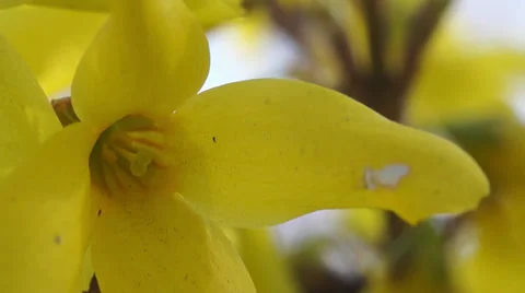 Yellow flower Stock Footage 36538332
