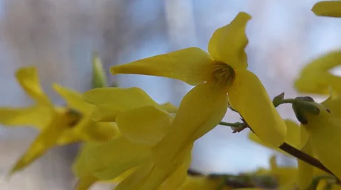 Yellow flower Stock Footage 36538341