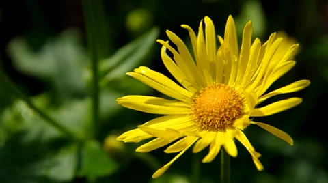 Yellow flower Stock Footage 37180115