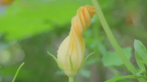 Yellow Flower Stock Footage 38059396