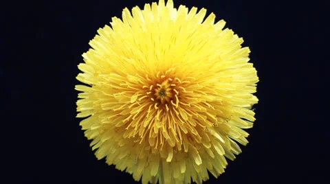 Yellow Flower Stock Footage 38385055