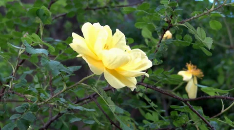 Yellow Flower 動画素材 38438102