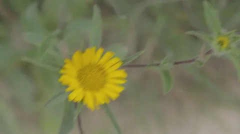 Yellow flower Stock Footage 43865366