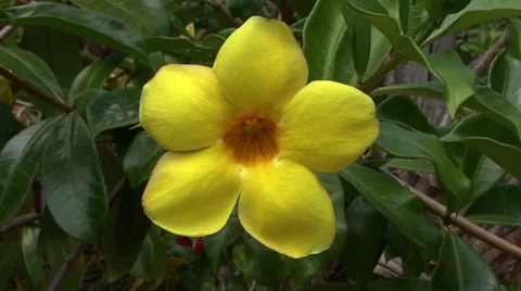 Yellow Flower 스톡 동영상 46224894