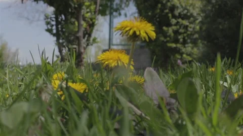 Yellow Flower Stock Footage 49556247
