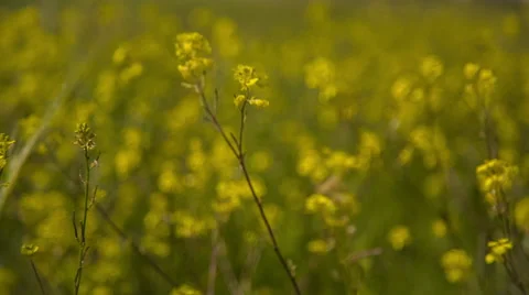 Yellow Flower Stock Footage 51436403